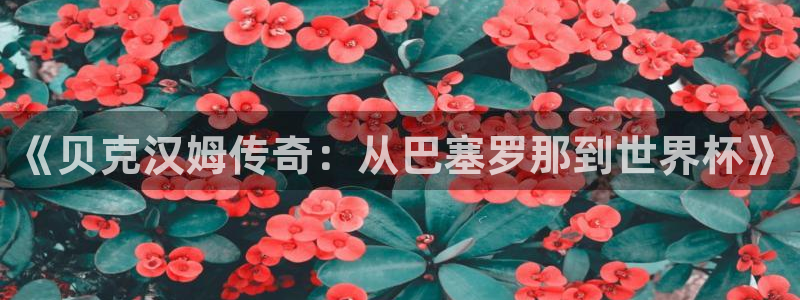 2026世界杯倒计时：《贝克汉姆传奇：从巴塞罗那到世界杯》