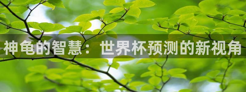 2026世界杯南美区积分榜：神龟的智慧：世界杯预测的新视角